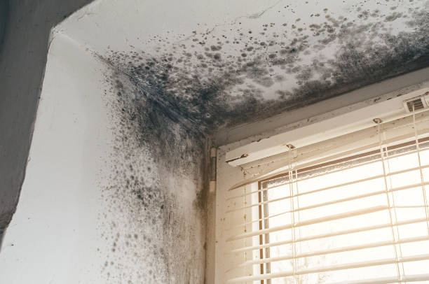 Affordable Mold Cleanup solutions in Benson, NC